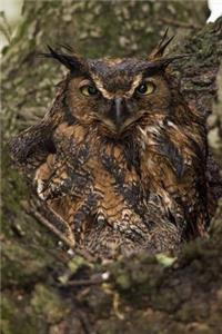 Grumpy Owl Camouflaged Against a Tree Bird Journal