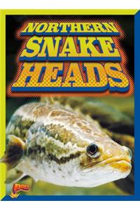 Northern Snake Heads