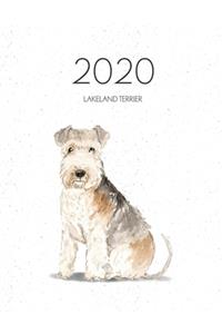 2020 Lakeland Terrier