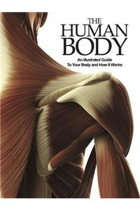 The Human Body