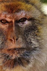 Barbary Ape Notebook