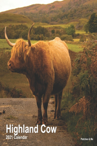 Highland Cow