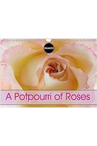 A Potpourri of Roses 2018
