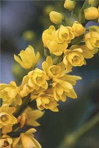 Oregon State Flower - Oregon Grape Journal