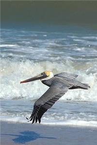 Solitary Pelican Flying at the Beach Seabird Journal