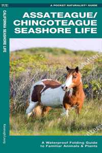 Assateague/Chincoteague Seashore Life