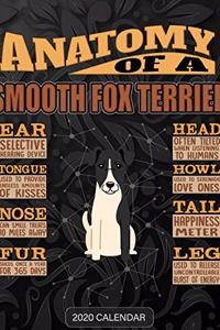 Anatomy Of A Smooth Fox Terrier