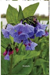 Bluebells