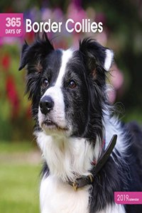 BORDER COLLIES 365 DAYS W 2019