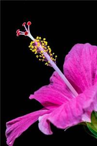 Stunning Pink Hibiscus Flower Bloom Journal