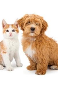 Havanese & Tabby Kitten Notebook, Diary, Journal. Productivity Work Planner & Idea Notepad