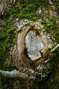 Knot in a Tree Trunk Surrounded by Moss Journal