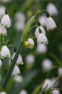 Beautiful Japanese White Snowflake In The Dew