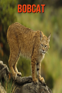 Bobcat