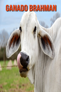 Ganado brahman