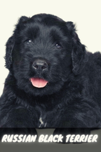 Russian Black Terrier