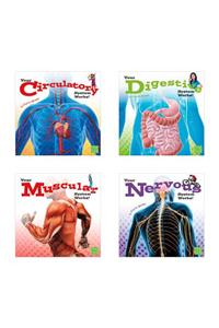 Your Body Systems
