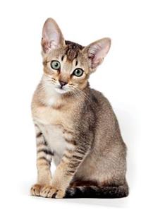 Abyssinian Kitten Notebook & Journal. Productivity Work Planner & Idea Notepad: Brainstorm Thoughts, Self Discovery, to Do List