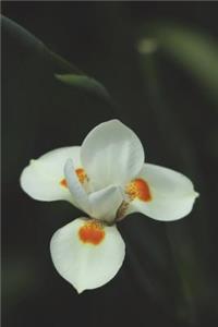 White Orchid Journal