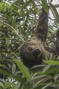 So Adorable Sloth Chilling in a Tree Journal