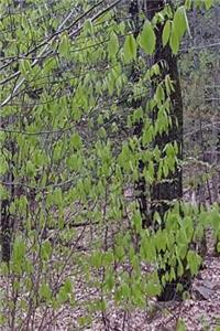 Journal Woods Fresh Spring Leaves