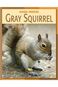 Gray Squirrel