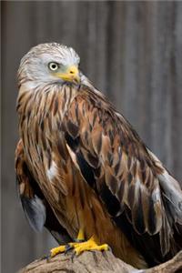 Stunning Red Kite Raptor Journal