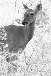 Deer in the Woods