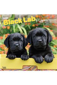 Labrador Retriever Puppies, Black 2020 Square