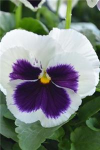 A Charming White and Purple Pansy Flower Journal