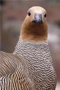 The Rusty Goose Journal