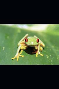 Red Eyed Frog