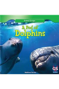 A Pod of Dolphins