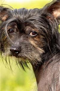 The Chinese Crested Dog Journal