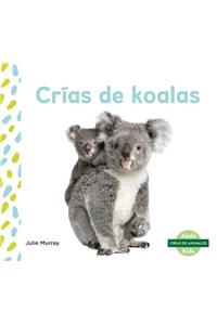 Crias de Koalas (Koala Joeys)