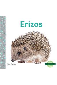 Erizos (Hedgehogs)
