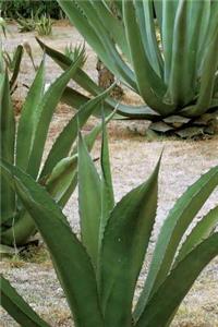Maguey Plant at Los Cabos Mexico Journal