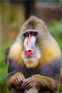 Mandrill Old World Monkey Journal