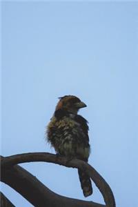 Crested Barbet Bird Journal