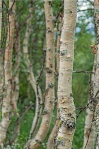 Beautiful Birch Trees in a Forest in the Spring Sweden Journal