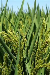 Green Rice Plants in a Rice Paddy Journal
