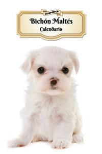 2020 Bichón Maltés Calendario