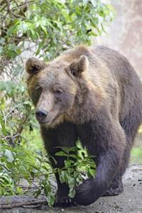 Brown Bear Out for a Walk Journal