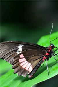 Solitary Parides Eurimedes Pink Cattleheart Butterfly Journal