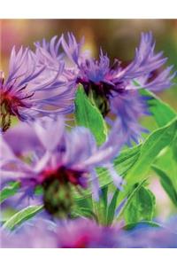 Knapweed Notebook Large Size 8.5 x 11 Ruled 150 Pages Softcover