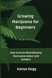 Growing Marijuana for Beginners