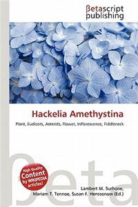 Hackelia Amethystina