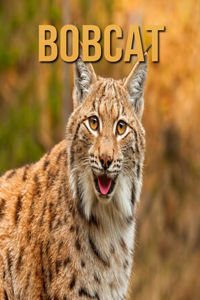 Bobcat