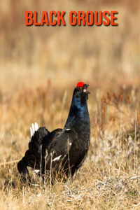 Black Grouse