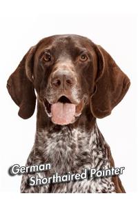 German Shorthaired Pointer